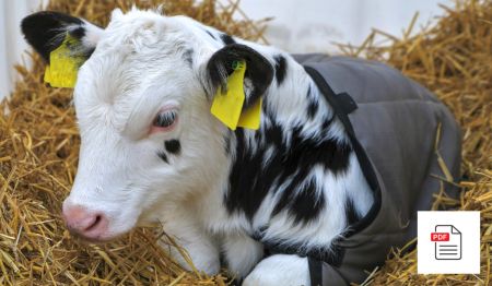Kälbergrippe - Kalb Akupunktur Anleitung