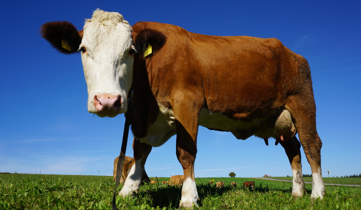 Akupunktur und Homöopathie bei Rindern Workshop 11/2023