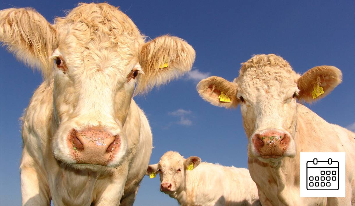 Workshop: Akupunktur und Homöopathie bei Fruchtbarkeitsstörungen bei Rindern (11/2025)