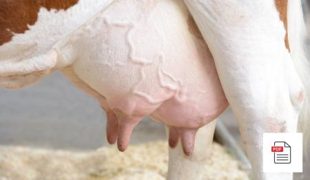 Kuh Rund ums Euter – Kuh Akupunktur Anleitung Paket