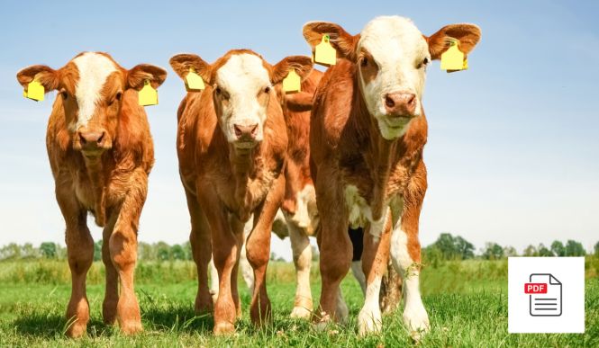 Kalb Akupunktur Anleitung Gesamtpaket