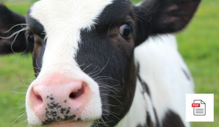 Sterngucker - Kalb Akupunktur Anleitung