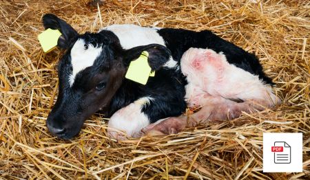 Nabelbruch / Nabelentzündung - Kalb Akupunktur Anleitung