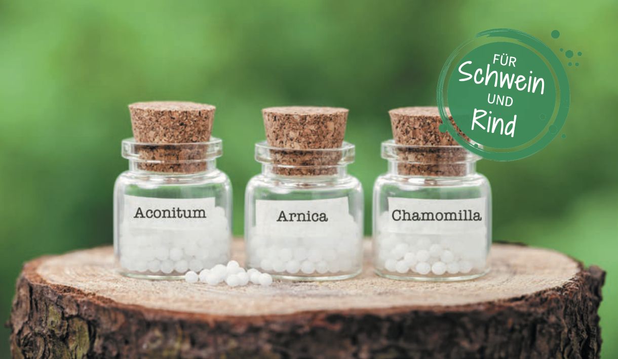 Homöopathie für Sau und Kuh bei der Geburt - Rinder Akupunktur Anleitung