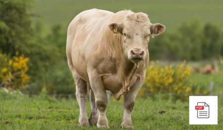 Bulle - Akupunktur Anleitung Gesamtpaket