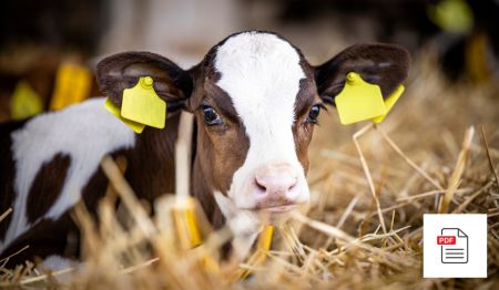 Ohrenentzündung / Ohrmarken - Kalb Akupunktur Anleitung