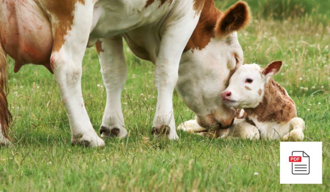 Kuh Rund um die Geburt - Kuh Akupunktur Anleitung Paket