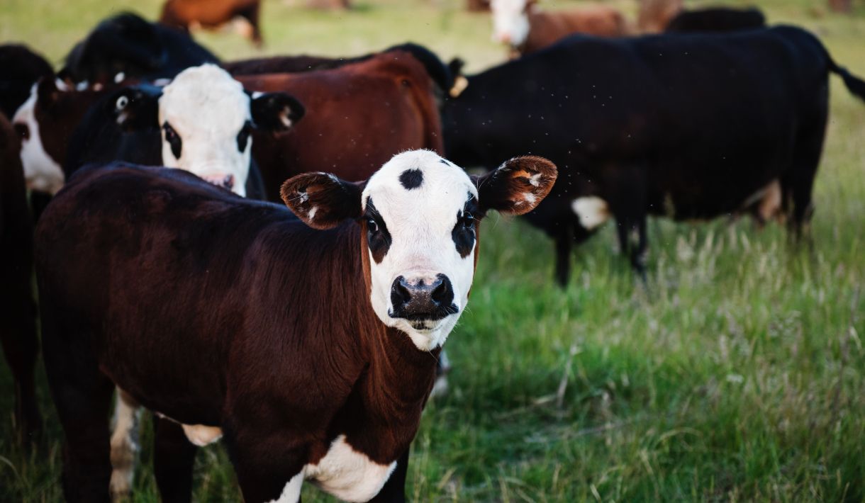 Globuli bei der Kalbung anwenden