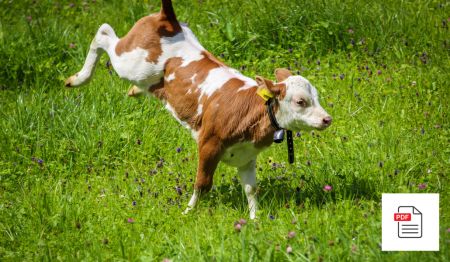 Parasiten / Kalb ist schreckhaft - Kalb Akupunktur Anleitung