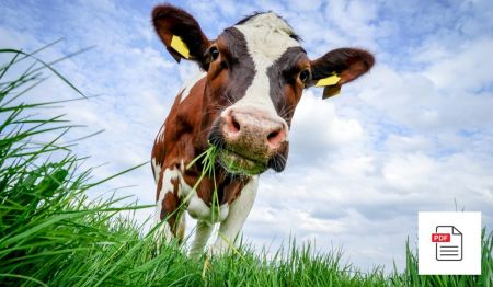 Kuh Stoffwechselerkrankungen - Kuh Akupunktur Anleitung Paket