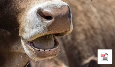 Kuh Zahnprobleme - Kuh Akupunktur Anleitung
