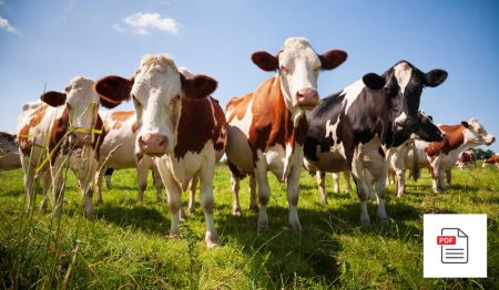 Kuh - Akupunktur Anleitung Gesamtpaket