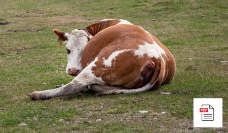 Kuh: Notfall - Stallapotheke - Rinder Akupunktur Anleitung