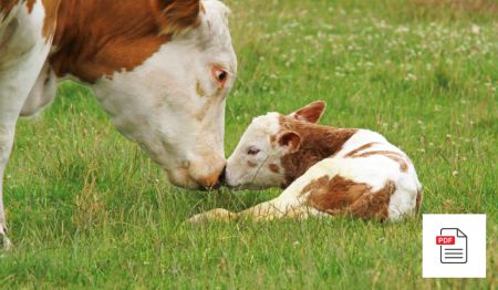 Mutterkuh - Akupunktur Anleitung Gesamtpaket