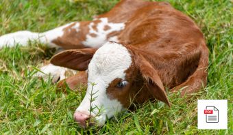 Durchfall Allgemein - Kalb Akupunktur Anleitung