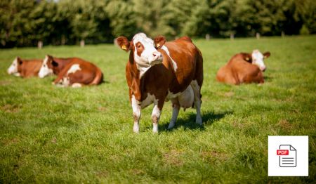 Kuh Allgemein - Kuh Akupunktur Anleitung Paket