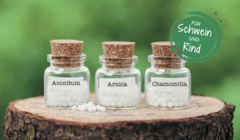 Homöopathie für Sau und Kuh bei der Geburt - Rinder Akupunktur Anleitung