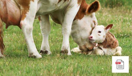 Kuh Rund um die Geburt - Kuh Akupunktur Anleitung Paket