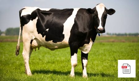 Kuh Atemwege - Kuh Akupunktur Anleitung