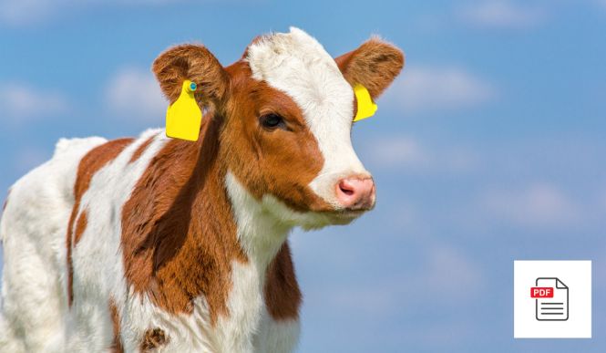 Allgemein - Kalb Akupunktur Anleitung Paket