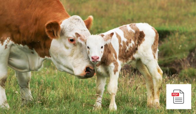 Kuh Rund um die Fruchtbarkeit - Kuh Akupunktur Anleitung Paket