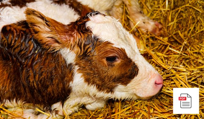 Direkt nach der Geburt - Kalb Akupunktur Anleitung Paket