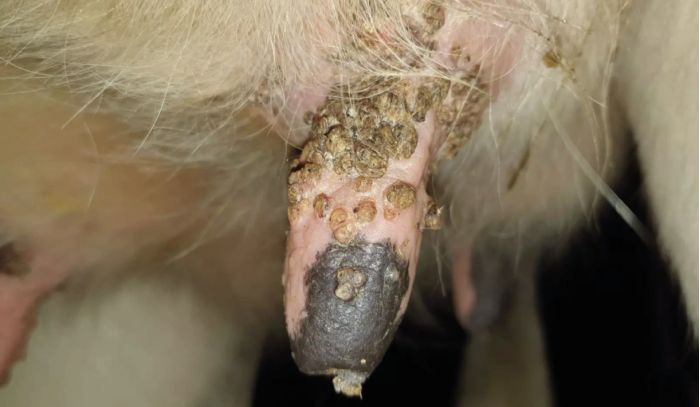 Warzen bei Rindern am Euter behandeln