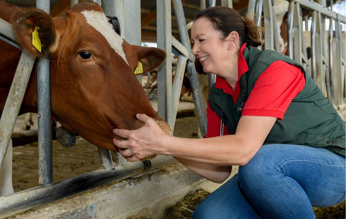 Rinder Akupunktur Anleitung - Angela Esser 2