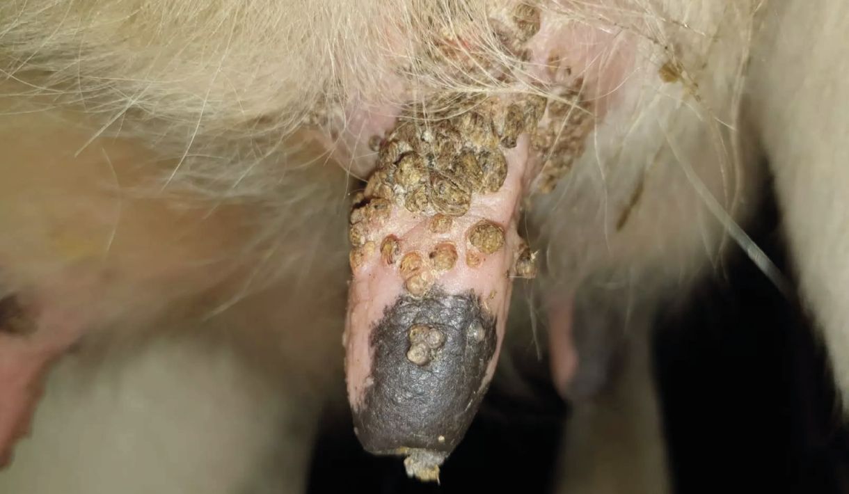 Warzen bei Rindern am Euter behandeln