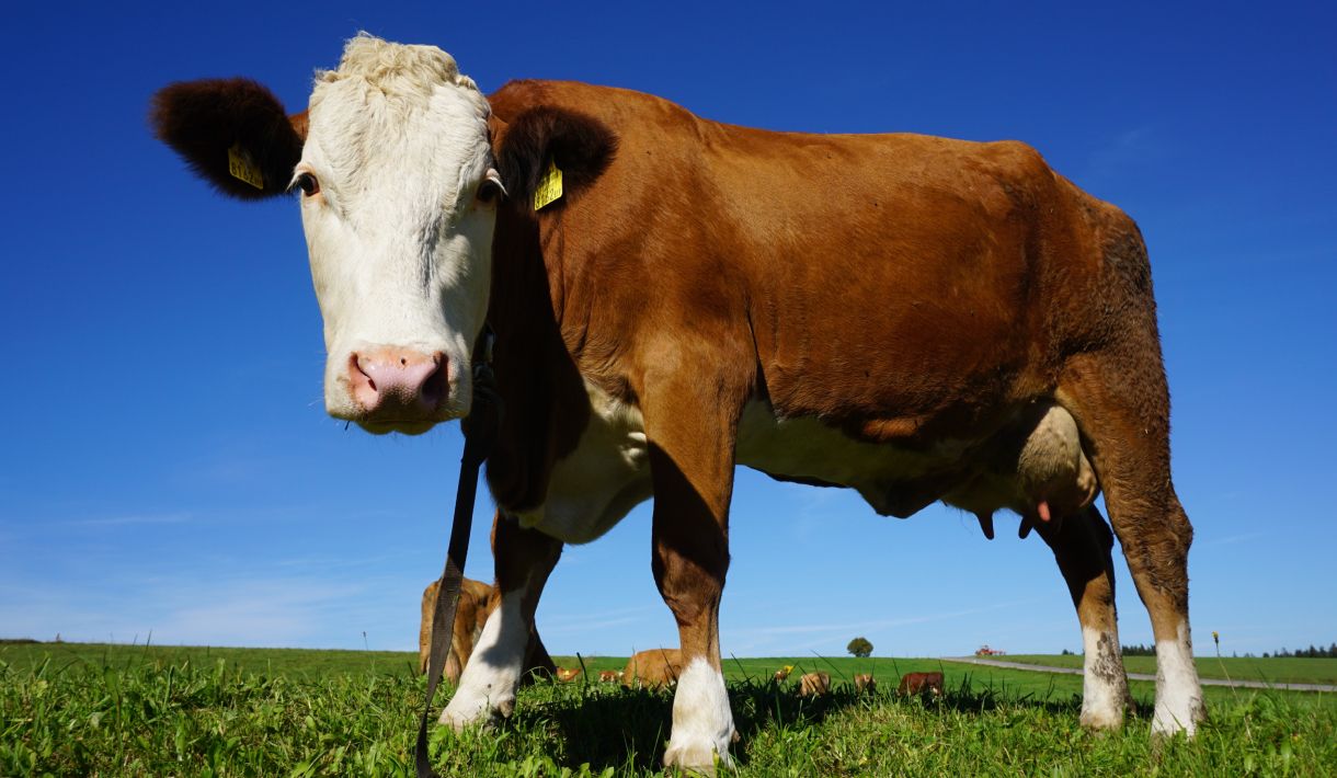 Akupunktur und Homöopathie bei Rindern Workshop 11/2023